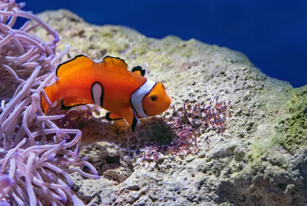 Reef Buddy dashboard showing tracked reef aquarium parameters